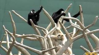 Duet of 'Singing' Gibbons at Brookfield Zoo