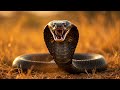 Brite Star Know-It-All!, Mongoose vs Cobra — Nature's Greatest Rivalry