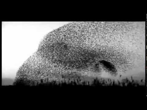 Elbow - Starlings