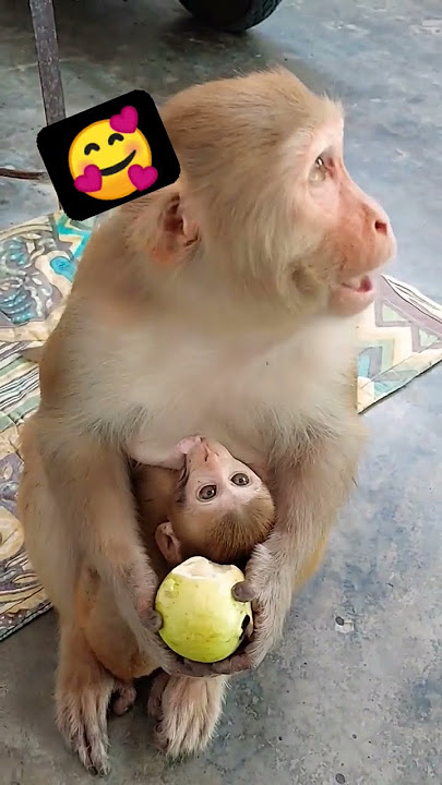 #milk #monkey #bandar #tiktok #short