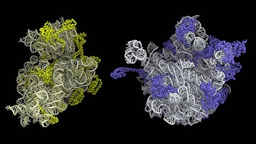 Dissociation of the 70S Ribosome into 30S and 50S Subunits