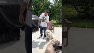 Dogs report for duty at Minnesota sober house for veterans