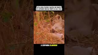 Leoa ataca e mata um filhote de Leopardo na frente de sua mãe #animais #curiosidades #africa #shorts