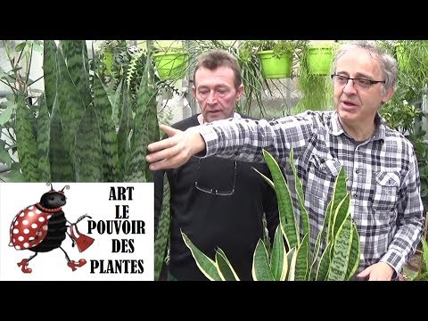 Vidéo: Soin des plantes de serpent : informations sur la culture de la plante de serpent