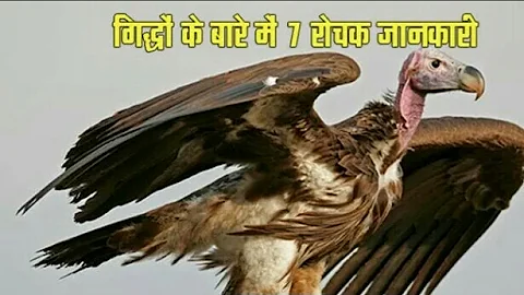 गिद्धों के बारे में रोचक जानकारी, Amazing Vultures