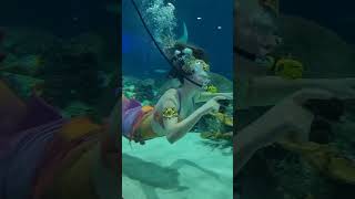 #mermaids odysea aquarium