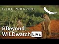 WILDwatch Live | 17 December, 2020 | Morning Safari | South Africa