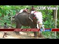 റാന്നി മാടമണ്ണിൽ ഇടഞ്ഞ ആന പരിഭ്രാന്തി പടർത്തി - വൈറൽ വീഡിയോ | Elephant Attack Kerala Viral Video