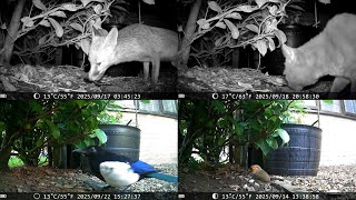 Ten Days under the hedge 20250924