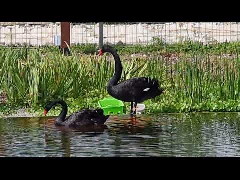A pair of black swans