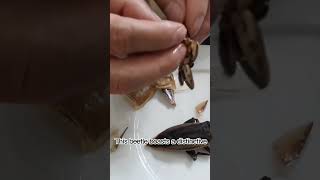 Lethocerus indicus  - the world's tastiest seasoning