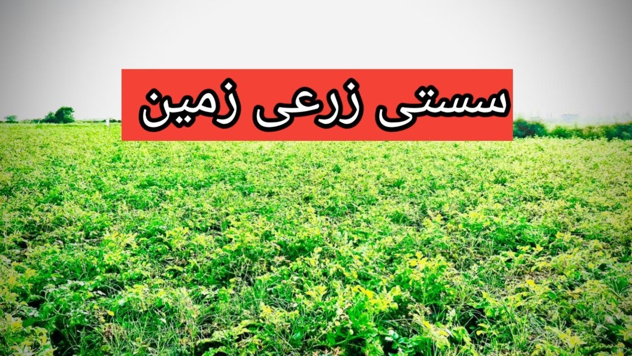 85 kanal agricultural land for sale in swabi kpk || cheap agriculture land for sale in Pakistan 