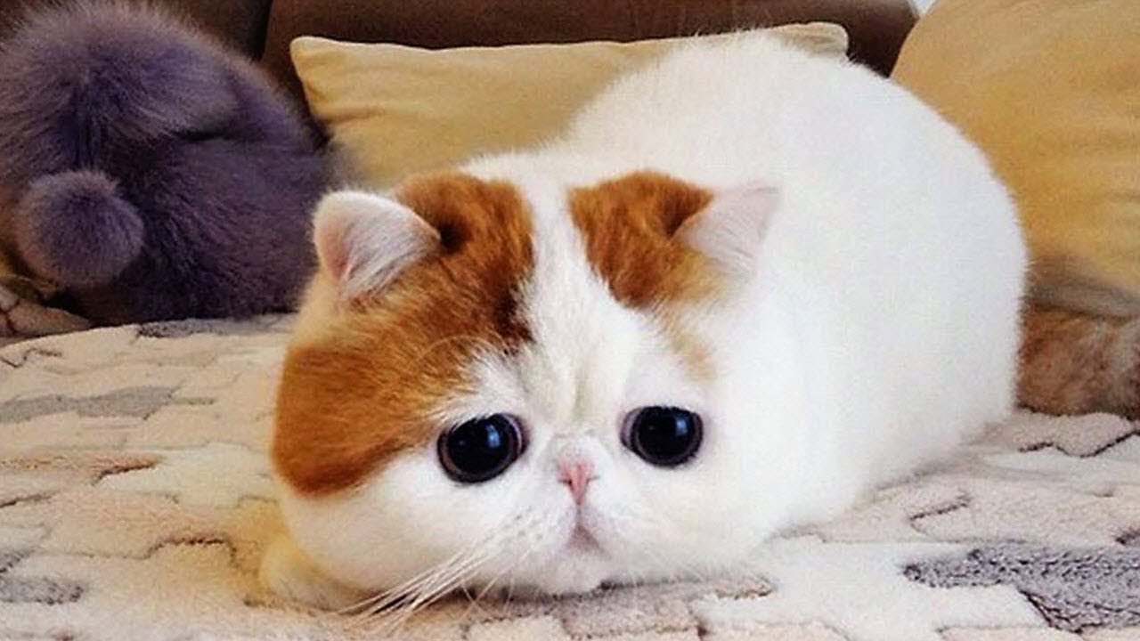 おかしい猫 かわいい猫 おもしろ猫動画 Hd 67 かわいい猫動画 いやされる猫動画まとめ