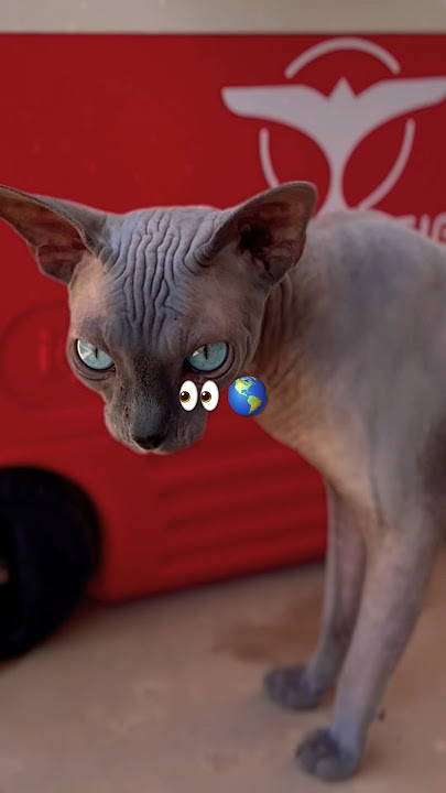 Famous Sphinx Cat Raisin Loves @tiesto #love #sphynx #viral #2024 #pov