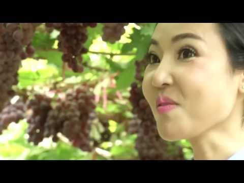 กรมพัฒนาที่ดิน - ร้อยเรื่องดินในถิ่นไทย ตอน ดินดีพลิกชีวิต องุ่นงามรายได้ดี