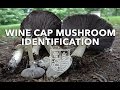 Wine Cap Mushroom Identification with Adam Haritan (Learn Your Land)