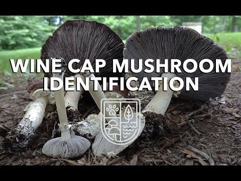 Wine Cap Mushroom Identification with Adam Haritan (Learn Your Land)