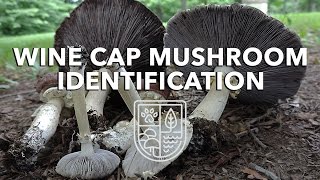 Wine caps (stropharia rugosoannulata) are edible mushrooms that
frequently appear in wood chips and lawns. this video, i discuss
identification, look-ali...