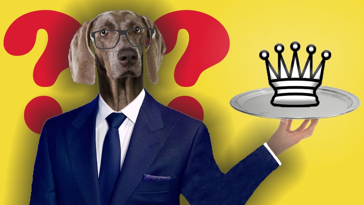 Can Dogs Play Chess? YouTube