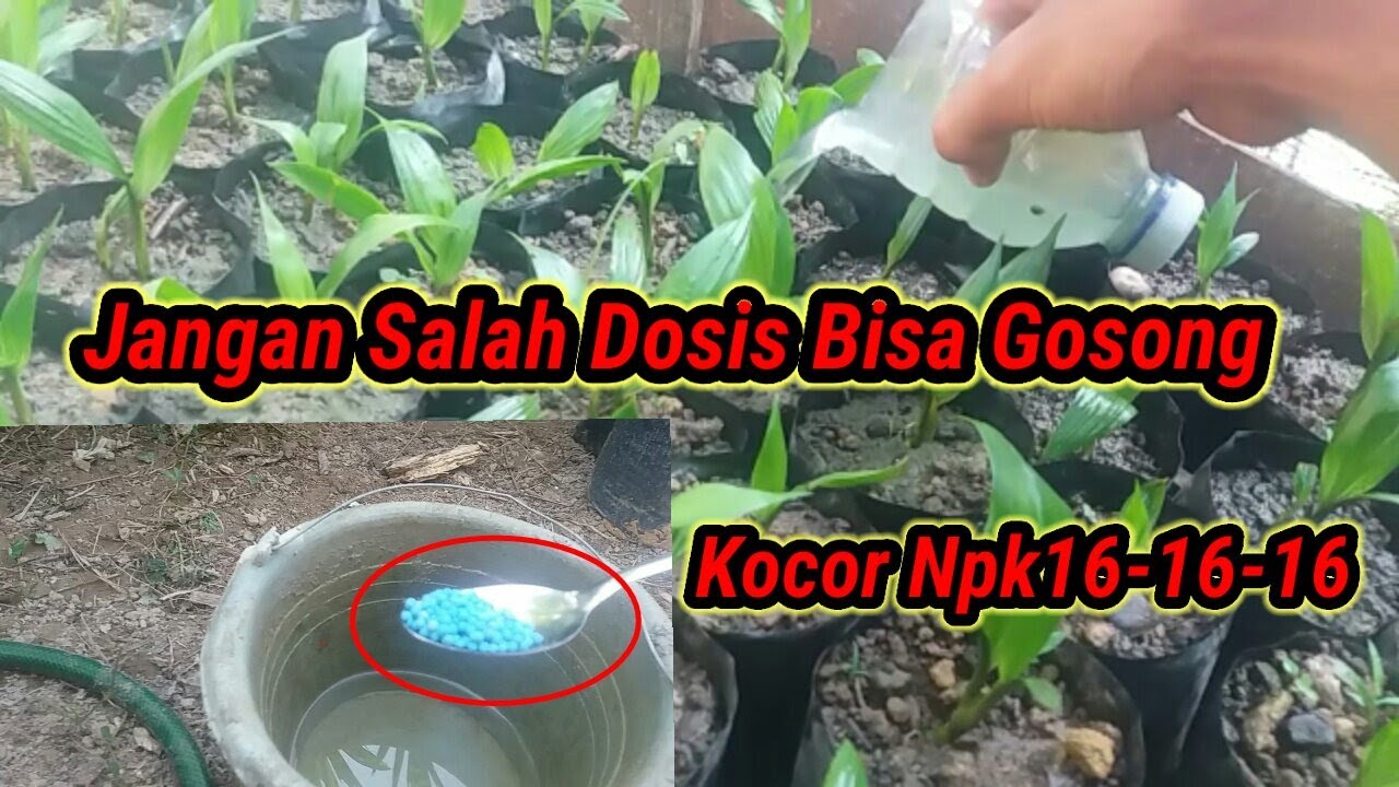 Pemupukan Bibit Kelapa Sawit Npk16-16-16||Part 2