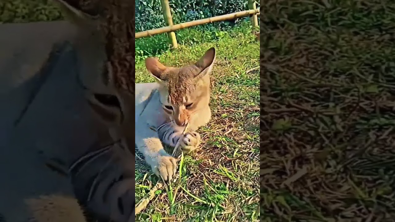 Stimulating videos for cat 😻😻😻 