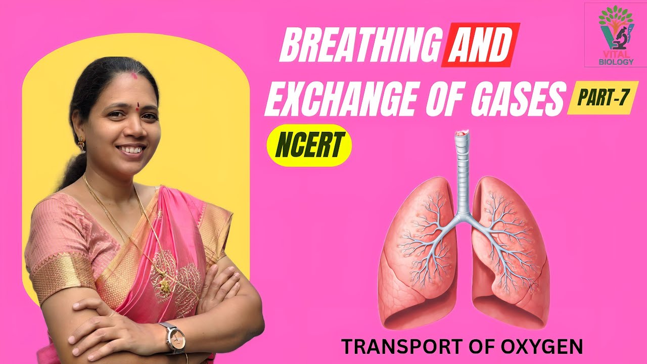 BREATHING AND EXCHANGE OF GASES:[ P-7]Transport of oxygen-NCERT| Class 11 Biology | NEET Preparation