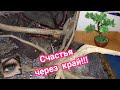 Теперь счастья будет в пять раз больше!!! Делаю бонсай своими руками