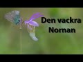 Norna en vacker orkidè