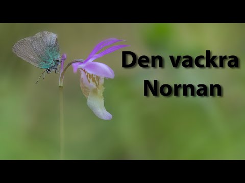 Video: Där De Vackraste Orkidéerna Växer I Naturen