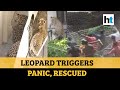 Leopard enters residential area, creates panic in Gujarat