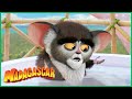 Saúdem Todos o Rei Julien | O Fogo | Madagascar Desenhos Animados