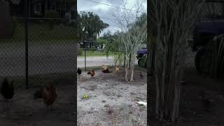 What’s a dust bath? Backyard Chicken Farmer explains #backyardchickens #chickens