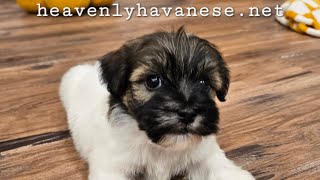 Heavenly Havanese™️ Spring 2026! We have AVAILABLE Puppies!