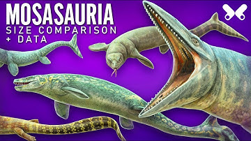 MOSASAURS. marine reptiles.  Size comparison and data