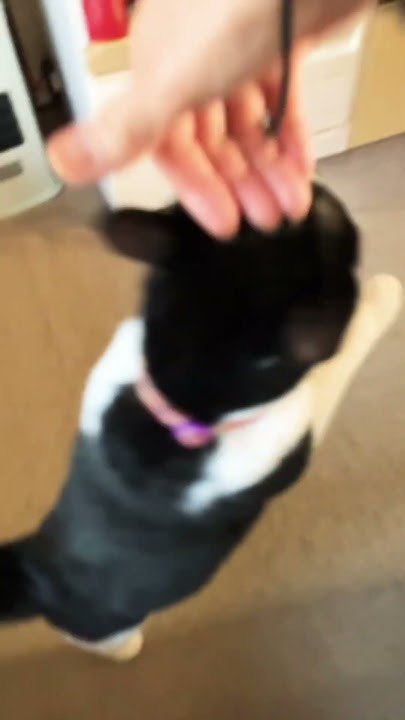 #smartcat - YouTube