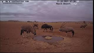 Oryx vs Wildebeest