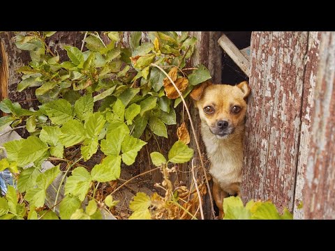 Video: Övergiven hund med 