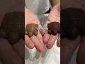 ¿Las tortuguitas de chocolate eran las mejores golosinas de la infancia? Recreando golosinas