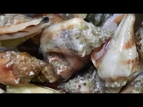 Shell Ulam sea shells traditional ulam ng mga waraynon - YouTube