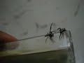 SONY DSC W300 macro VidEo Of FightINg Spiders