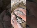 Cement sand crushing sounds