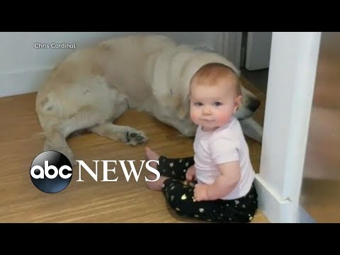 Toddler's late night escape accompanied by Golden Retrievers