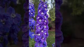 Delphinium 101 For Hot Climates - The Ultimate Fairy Flowers