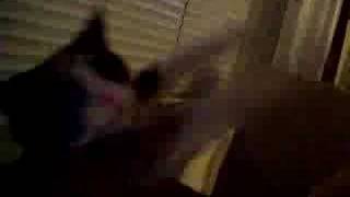Cat spaz attack