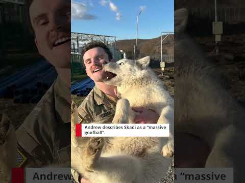 Army National Guard Specialist Rescues a Pregnant Husky Overseas