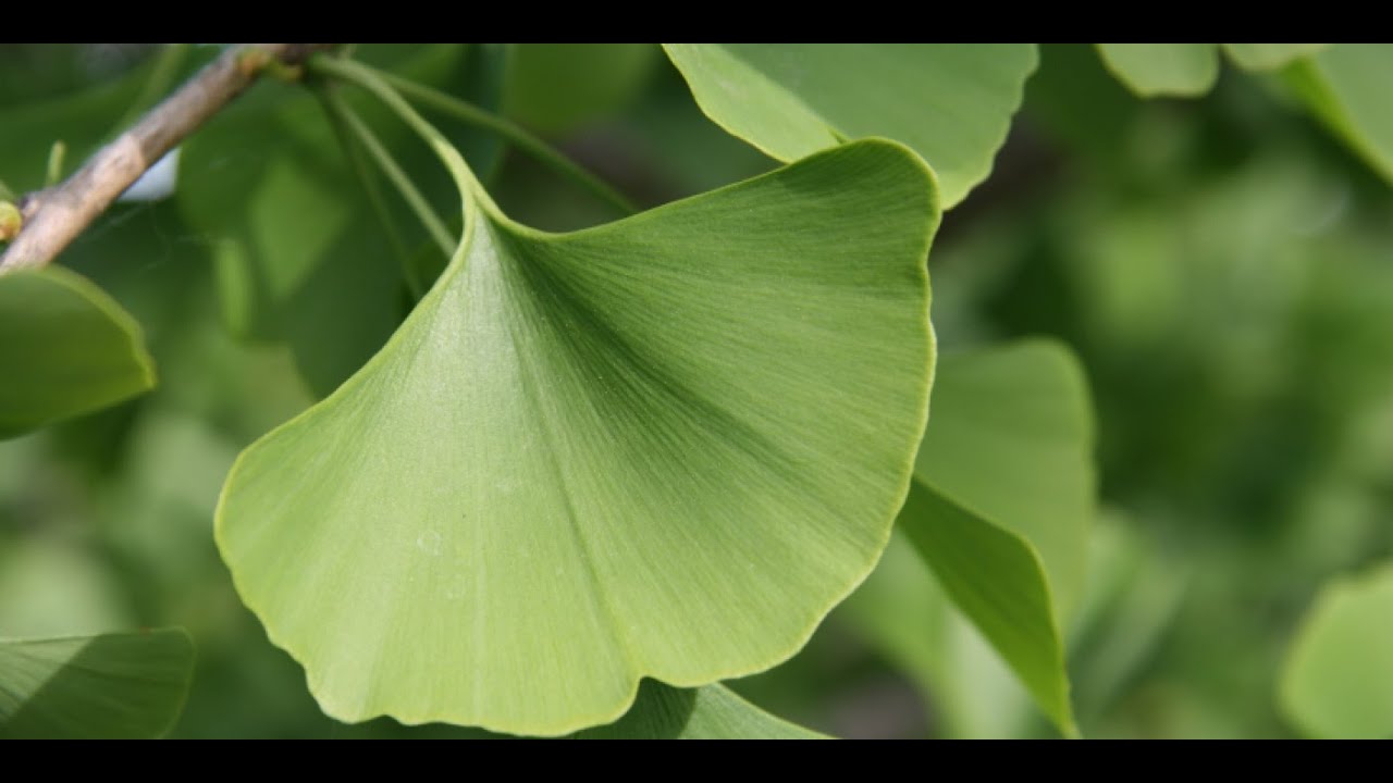 Top 10 Male Enhancement Herbs