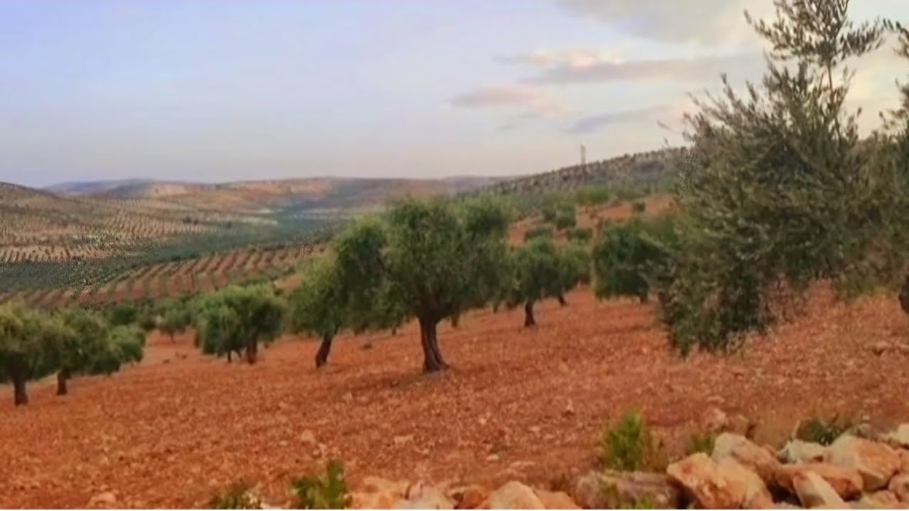 عفرين الكوردية مع شجرة زيتون عفرين