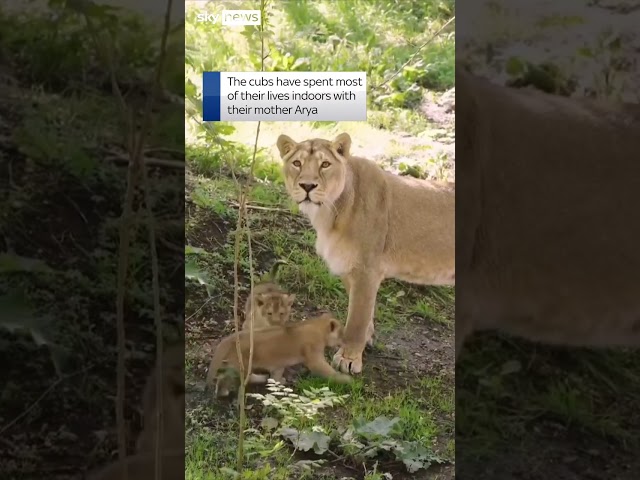 Lion cub trio take their first steps outside at London Zoo