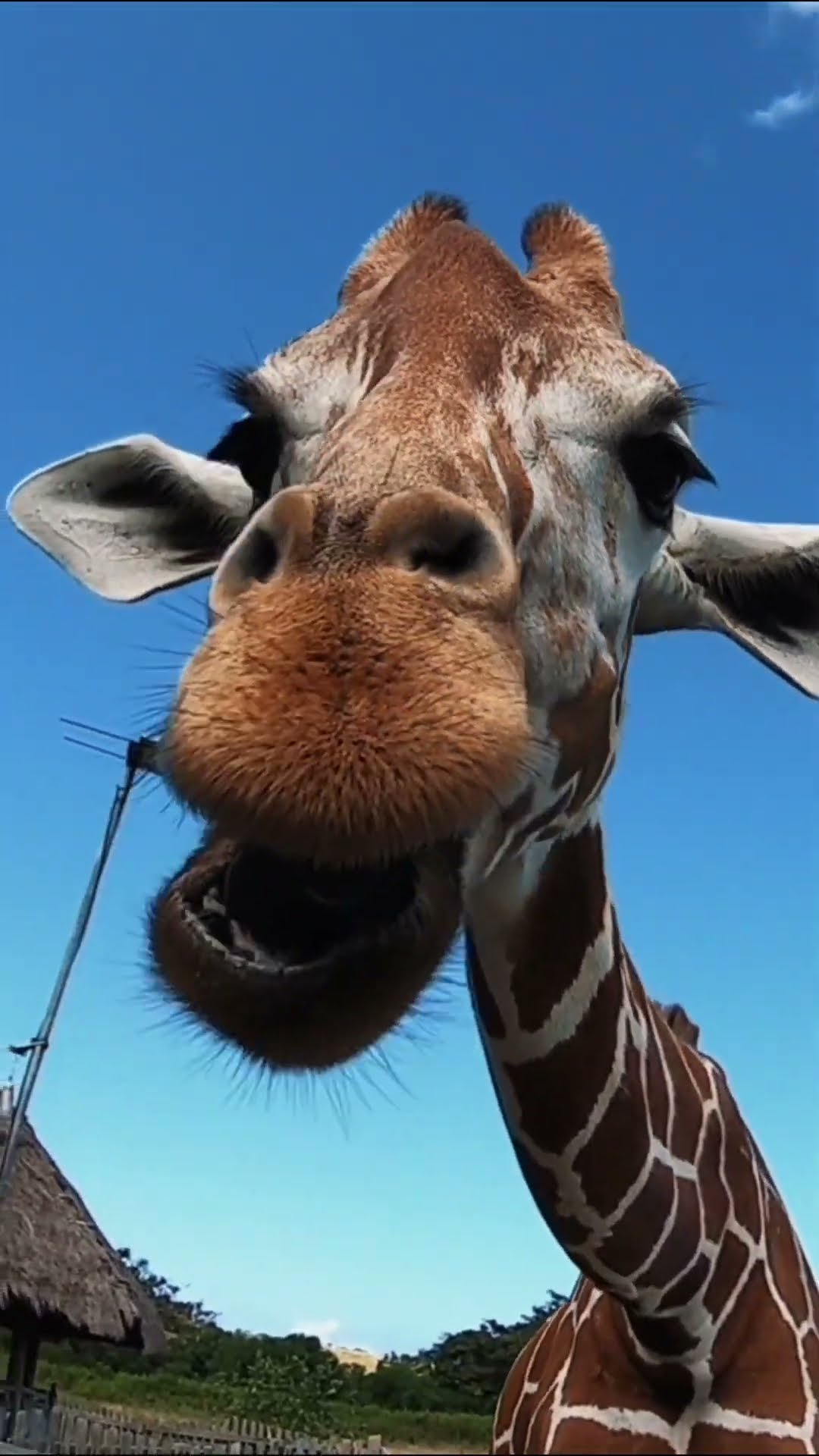 Life Lessons from Giraffes   Part 1 #shorts  #lifelessons #wisdom #growth #patience #perspective