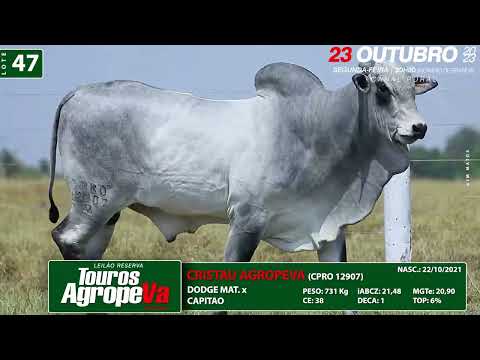 LOTE 47   CPRO 12907